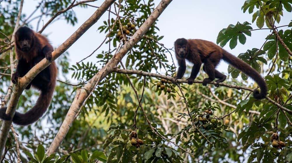 monkey-river-2
