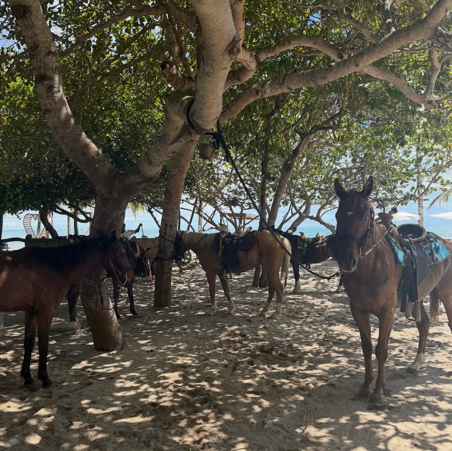 Horses on the beach under trees