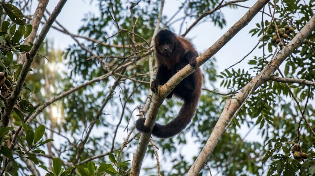 Monkey-River