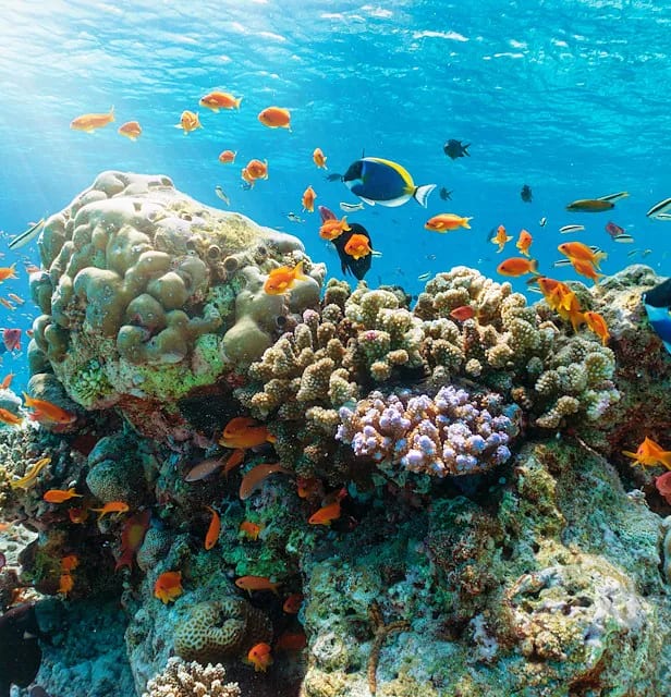 Colorful coral reef with orange and blue tropical fish in clear blue water